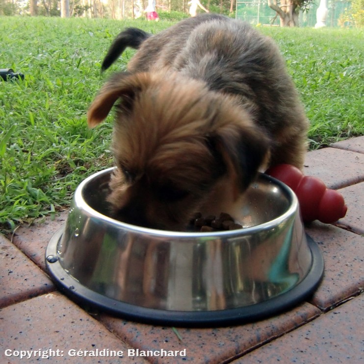 Petit chien glouton
